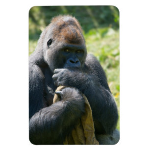 Silverback Gorilla And His Blanket Magnet