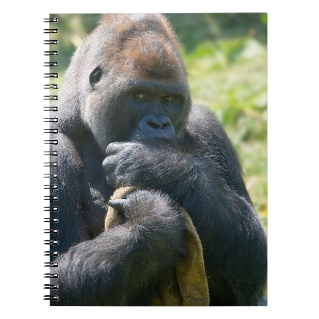 Silverback Gorilla And His Blanket Notebook (Front)
