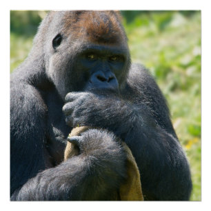Silverback Gorilla And His Blanket Poster