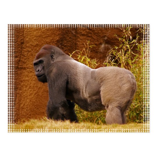 Silverback Gorilla Photo Postcard