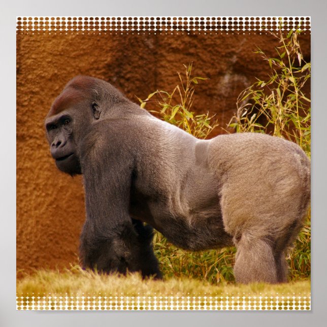 Silverback Gorilla Photo Print (Front)