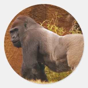 Silverback Gorilla Photo Sticker
