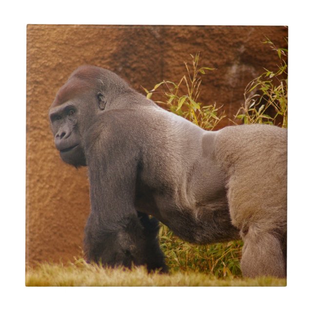 Silverback Gorilla Photo  Tile (Front)