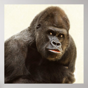 Silverback gorilla portrait poster