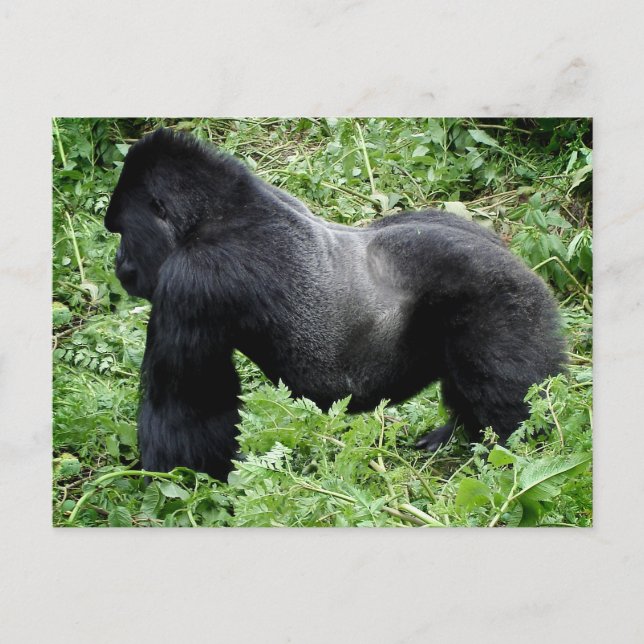 Silverback gorilla postcard (Front)