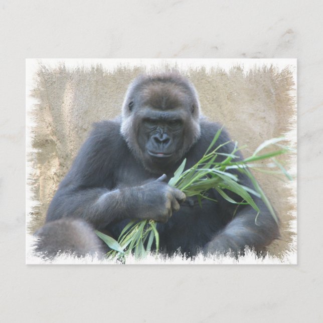 Silverback Gorilla Postcard (Front)