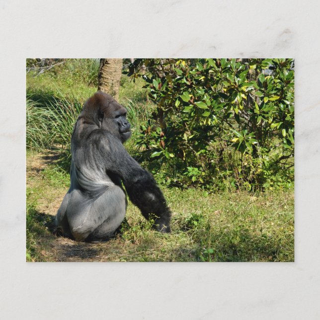 Silverback Gorilla Postcard (Front)