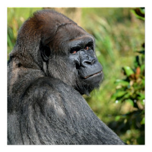 Silverback Gorilla Poster