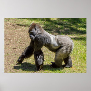 Silverback Gorilla Print