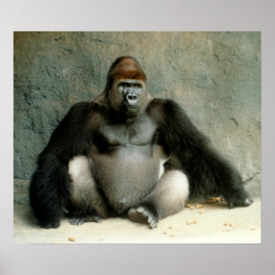 Silverback Gorilla Print