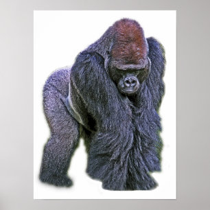 Silverback Gorilla, White Back (g2p2) Poster
