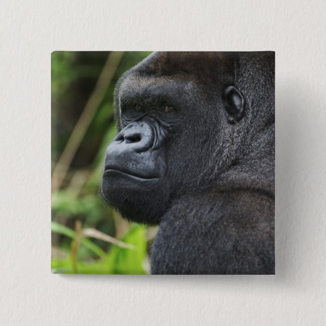 Silverback Lowland Gorilla, Gorilla Captive 15 Cm Square Badge (Front)