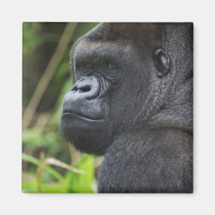 Silverback Lowland Gorilla, Gorilla Captive Magnet