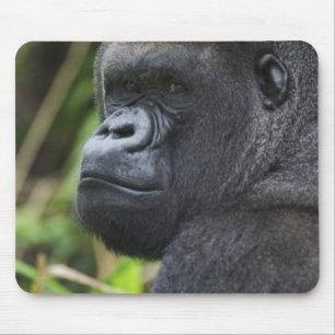 Silverback Lowland Gorilla, Gorilla Captive Mouse Mat