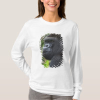 Silverback Lowland Gorilla, Gorilla Captive