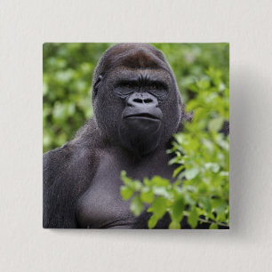 Silverback Lowland Gorilla, Gorilla gorilla, 15 Cm Square Badge