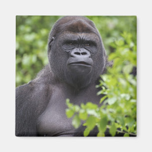 Silverback Lowland Gorilla, Gorilla gorilla, Magnet