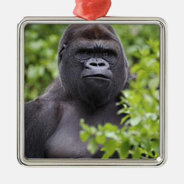 Silverback Lowland Gorilla, Gorilla gorilla, Metal Tree Decoration (Front)