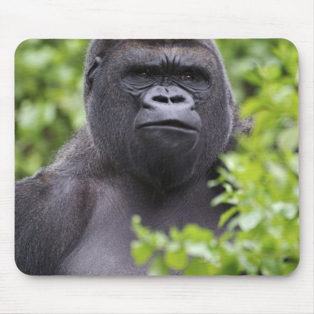 Silverback Lowland Gorilla, Gorilla gorilla, Mouse Mat (Front)