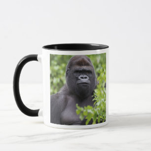 Silverback Lowland Gorilla, Gorilla gorilla, Mug