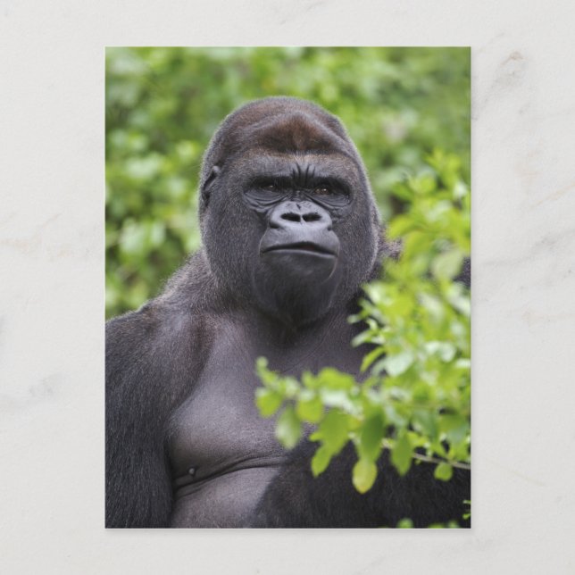 Silverback Lowland Gorilla, Gorilla gorilla, Postcard (Front)