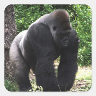 Silverback Male Gorilla walking head down.jpg Square Sticker