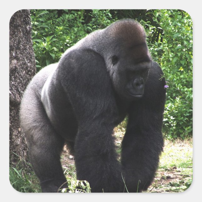 Silverback Male Gorilla walking head down.jpg Square Sticker (Front)