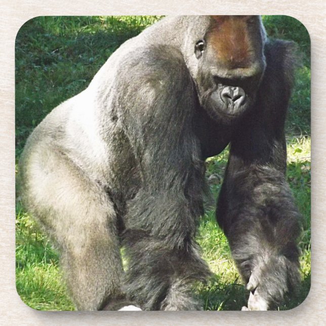 Silverback Male Lowland Gorilla Standing Up Coaster (Front)