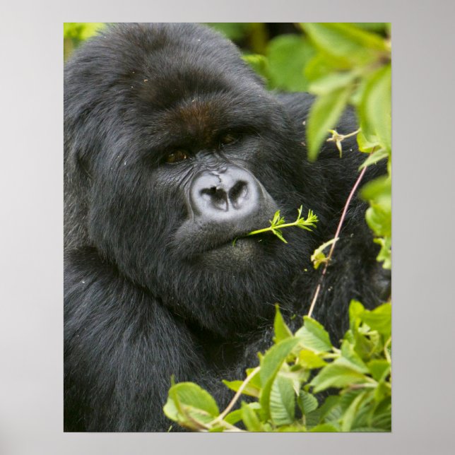 Silverback Mountain Gorilla Poster (Front)