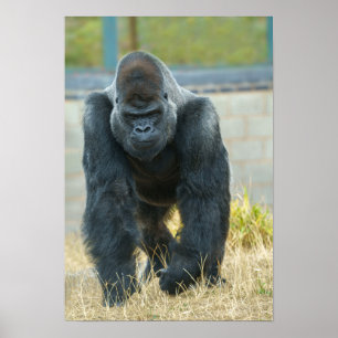 Silverback On The Move Poster
