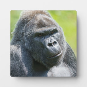 Silverback Portrait Plaque