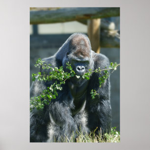 Silverback Splendour Poster