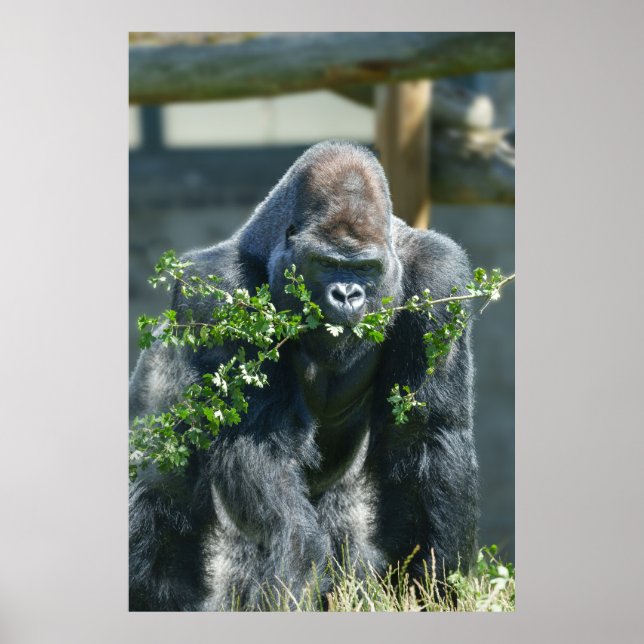 Silverback Splendour Poster (Front)