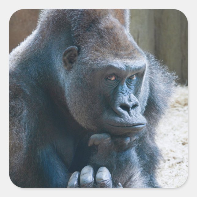 Silverback Striking a Pose Square Sticker (Front)