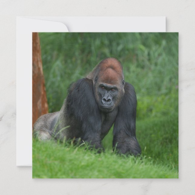 Silverback's Serene Realm (Front)