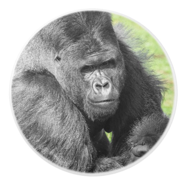 Silverbacks Take the Spotlight Ceramic Knob (Front)