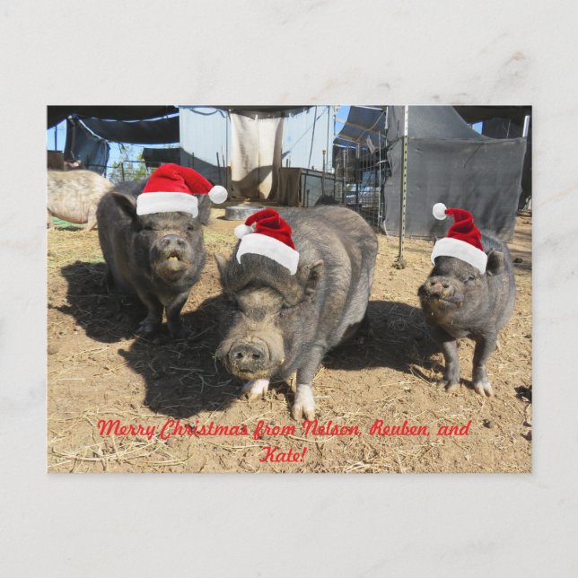 Silverbells Christmas Card!  Holiday Postcard (Front)
