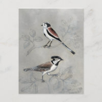 Silvered Aviary | A Pair