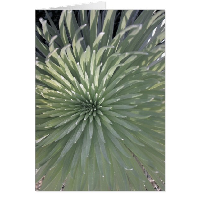 Silversword at Haleakala National Park, Maui (Front)