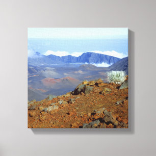 Silversword on Haleakala Crater  Rim from near 2 Canvas Print