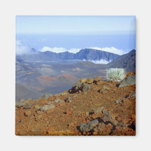 Silversword on Haleakala Crater  Rim from near 2 Magnet