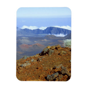 Silversword on Haleakala Crater Rim from near 2 Magnet
