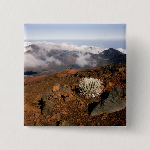Silversword on Haleakala Crater Rim from near 3 15 Cm Square Badge