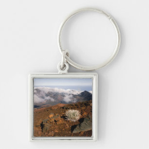 Silversword on Haleakala Crater Rim from near 3 Key Ring
