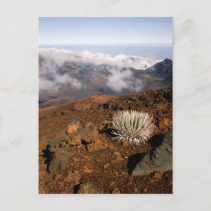 Silversword on Haleakala Crater Rim from near 3 Postcard