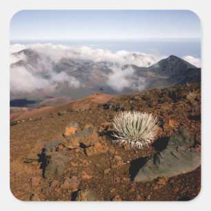 Silversword on Haleakala Crater Rim from near 3 Square Sticker