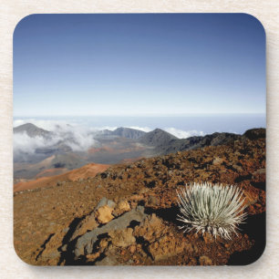 Silversword on Haleakala Crater Rim from near Coaster