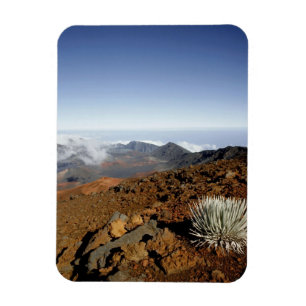 Silversword on Haleakala Crater Rim from near Magnet