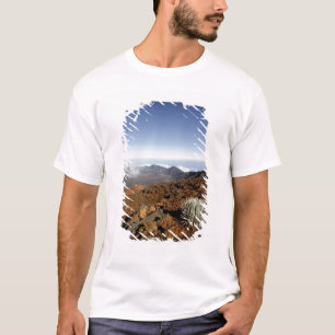 Silversword on Haleakala Crater Rim from near T-Shirt