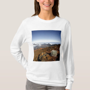 Silversword on Haleakala Crater Rim from near T-Shirt